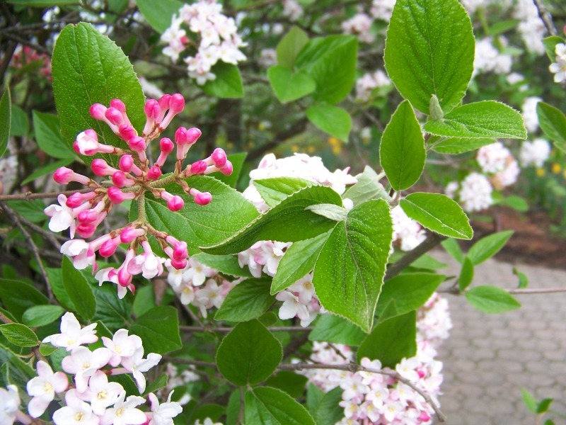 Mohawk Viburnum flowers